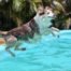 collie jumping in pool cooling your summer home