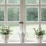 Window sill with healthy plants - air purification